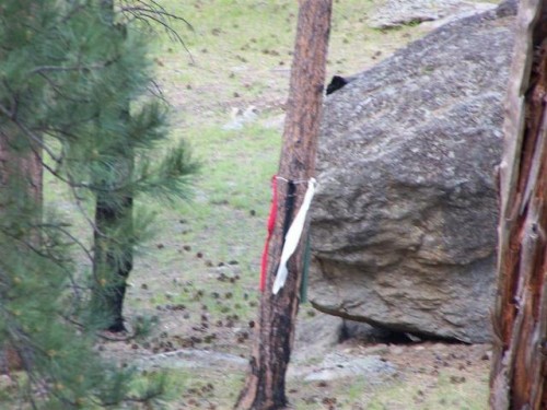 Prayer Ribbons left by Native Americans at Devils Tower